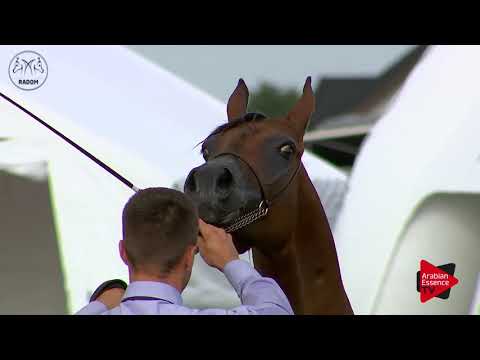 Radom 2017 - Class 8