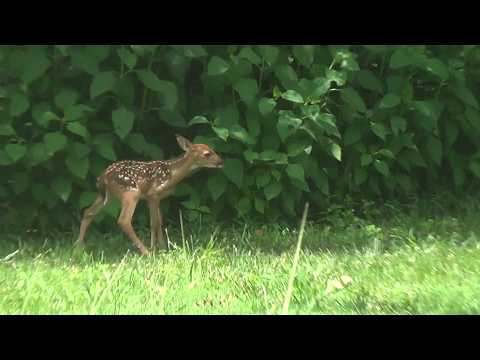 
Wobbly Legs