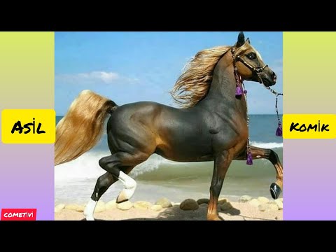 , title : 'Asil Ve Eğlenceli Atlar Diyarı / En İyi At Cinsleri Yeni🙄 Komik At Videosu #horse At Nasıl ? At Gibi'
