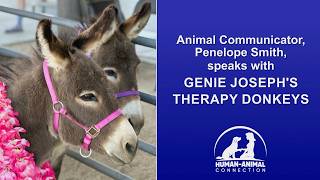 A Conversation With Therapy Donkeys Lilly and Rosie