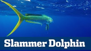 Slammer Dolphin Seminar  - Florida Sport Fishing TV