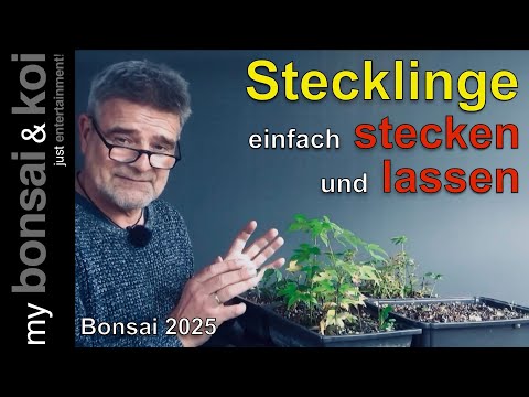 Bonsai 2025-43 - Young talent - Cuttings - just stick and let it grow