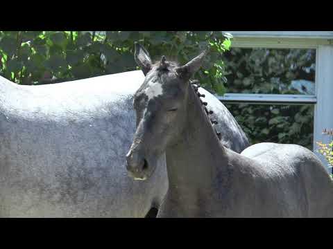 Classico TN X Carambole