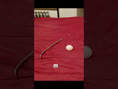 PIGEONS ARE THÉ WORST NESt BUILDERS EVER #bird #pigeon