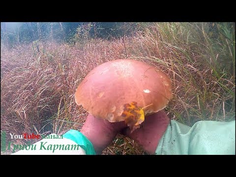 Справжні Білі Гриби Карпат.Настоящие Белые Грибы Карпат.True Carpathian White Fungi.