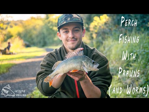 Perch Fishing With Prawns (and Worms)