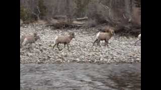 preview picture of video 'BIG HORN MOUNTAIN SHEEP CROSSING RIVER, LESS THAN  7 FEET AWAY FROM US!'