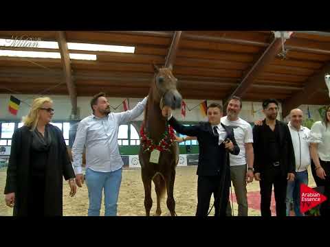 N.76 VESUVIUS DPA - Milan 2018 - Senior Stallions Championship (Class 20) 1st place
