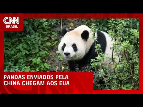 Pandas gigantes nos EUA: Entenda a “diplomacia” da China com os ursos | LIVE CNN