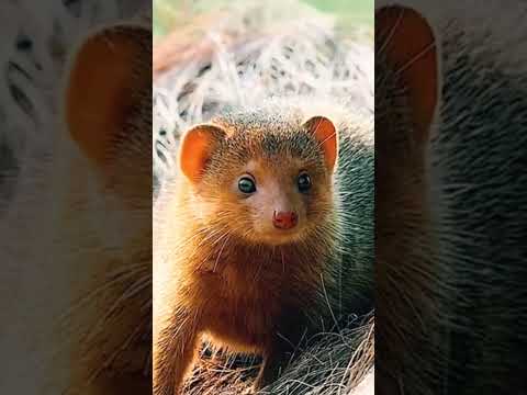 Funny Meerkat Video Collection | Story of the Meerkat and the Warthog  #shorts #cute animals ever