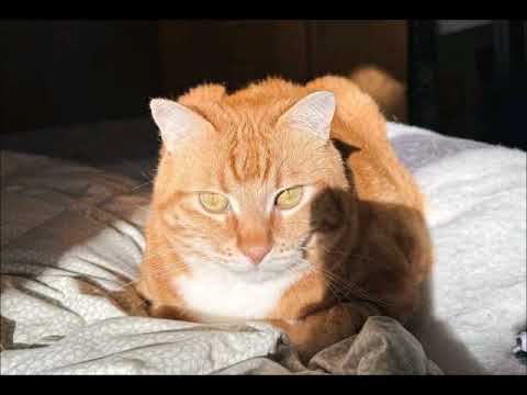 "Lift The Wings"  by Aine Ui Cheallaigh