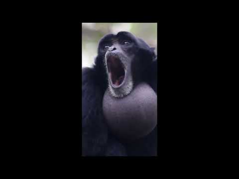 Loudest Monkey Burp Ever Original Meme Template