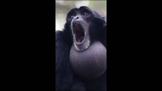 Loudest Monkey Burp Ever Original Meme Template