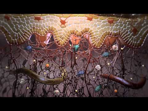 Immunology in the skin