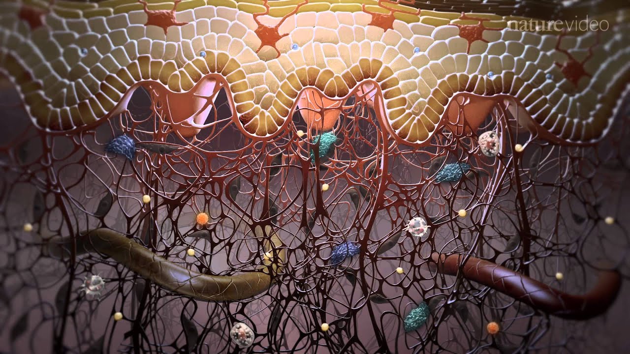 Immunology in the skin