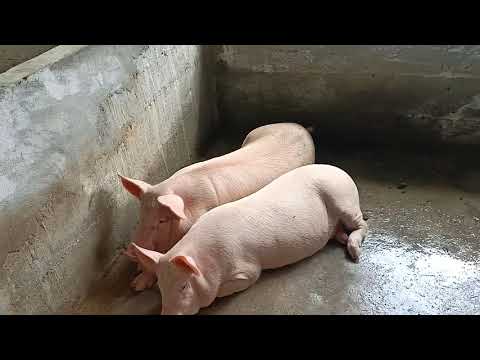 4month piggs🐖🐖 Lakhimpur Assam#Ghilamara jalbhari Gaon# phone number.8011697588