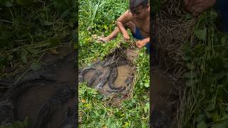 🎣 HIDDEN FISH BONUS! 🐟 I Found DOZENS of Fish Under Grass in a Muddy Water Hole!