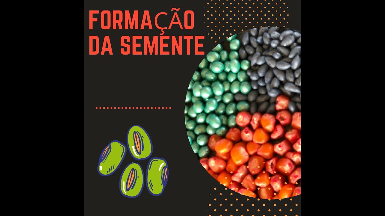 Sementes _ Formação da Semente (22 09 2020)