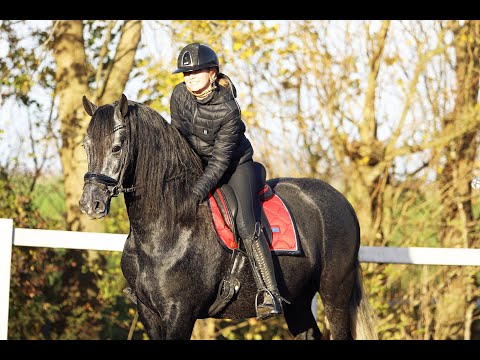 Stal Okkema's Lux - Topspeed Kaspar x Thomas 327 - Gelding - 2021 - 1.60m