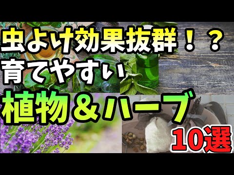 侵入者を自然に撃退する最高の蚊よけ植物13選  庭園