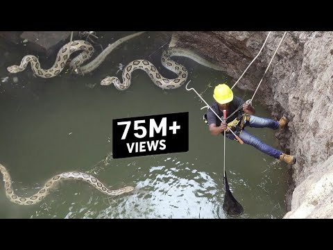 कुएं में गिरे 3 खतरनाक सांप, देखिए कैसे बाहर निकाला, Rescue 3 Russell's viper snake from Ahmednagar