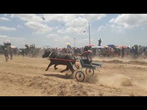 Back to Back Champ THE BAR Tinalo ni BLACKBOY