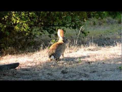 Brush Rabbits Coming Out to Feed Before Sunset Video