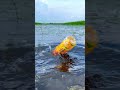 Video Machhali Machhali Pakdane Wala Video Fishing New Fishing New Video Fish Shorts