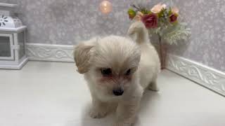 ハーフ犬の動画01