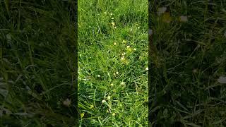 Do you know where Buttercups really come from? (Sound/subtitles on!)