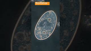 paramecium on microscope #biology #biologylecture2.0