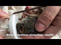 Collecting Ticks From Wildlife Hosts In Sydney S Northern Beaches