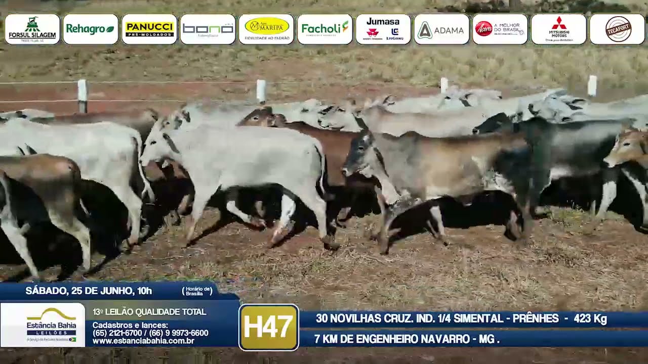 Vídeo LOTE H47 - 13º Leilão Qualidade Total 2022