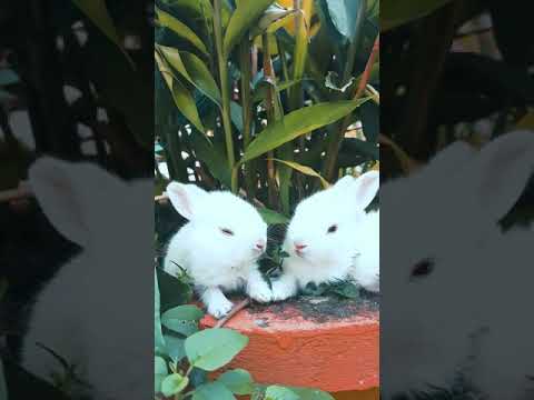 #rabbit#cuterabbit#baby#cuteanilmals#cute#love