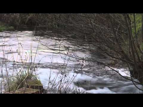 RIVER KENNET, BARTON COURT FISHERIES, EAST LODGE, KINTBURY, BERKSHIRE