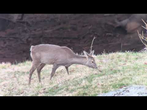 A roe deer gives us a magical moment - Rare sighting from Malga Terzolasa 🦌💚
