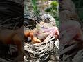 Cuckoo baby was throwing the baby out of the nest and baby ran away out of fear (p1)#viral #trending