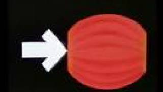 Sistema Muscolare (parte 1/2)