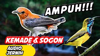 Download lagu suara pikat burung kecil  - suara burung kemade dan sogon mp3