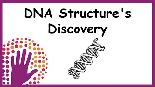DNA Structure's Discovery - Explained simply