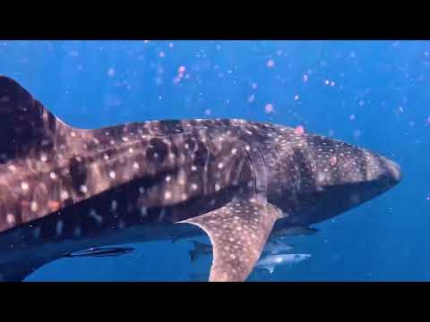 Whale Shark | 14.03.2023