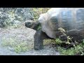 Galapagos Tortoise Walking Out Of The Bushes
