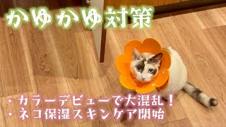［かゆかゆ対策］カラーデビューで大混乱！とネコスキンケア開始 (プアインタ)