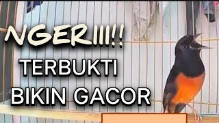 Download lagu NGOTOT EMOSI MURAI BATU GACOR MATERI MEWAH/pancingan burung murai batu agar bunyi  mp3