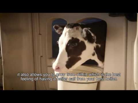 Sexcel Commercial Short Not Just Bovine