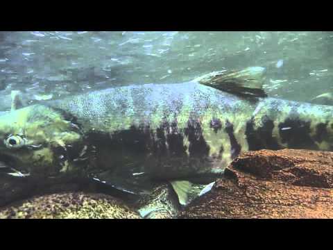 download lagu mp3 mp4 Moldy Chum, download lagu Moldy Chum gratis, unduh video klip Moldy Chum