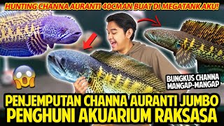 Download lagu PENJEMPUTAN CHANNA AURANTI JUMBO PENGHUNI AQUARIUM RAKSASA! BELI AURANTI YANG GALAK MANGAP-MANGAP! mp3