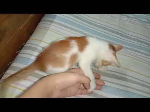 Funny cat blog 2 - Ahnaf Tasin