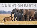 A Night On Earth E1 Elephant Journey Wildlife Documentary In Hindi Animal Planet