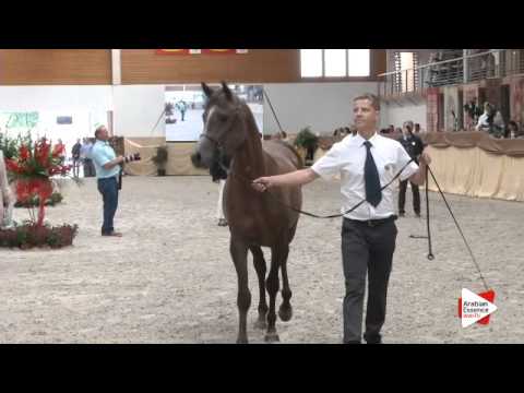 N 8 APOLLON   Prague National 2015   Colts 2 3 years old Class 3